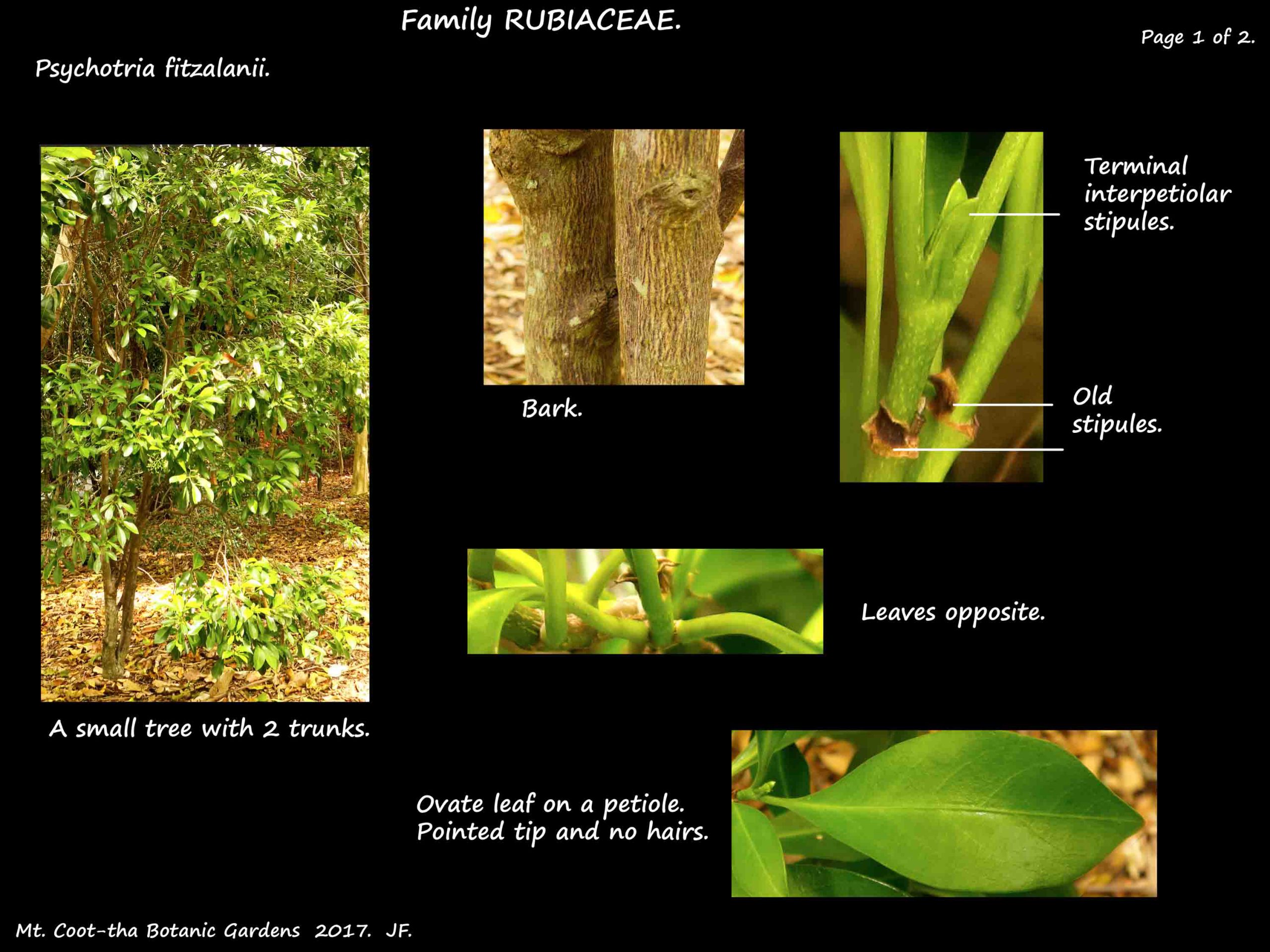 1 Psychotria fitzalanii tree & leaf